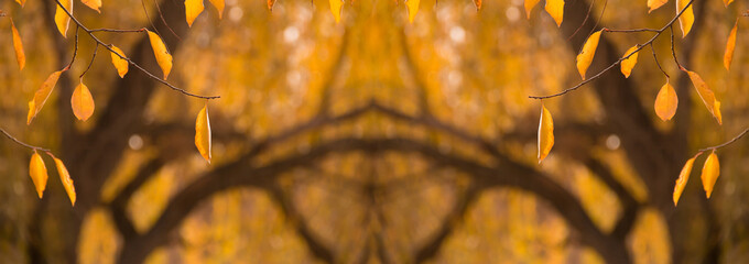 Wall Mural - autumn yellow dry leaves