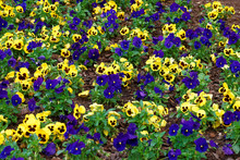 Yellow And Blue Pansies In The Big Flowerbed