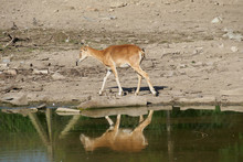 Water Mirroring Deer On The Parched Bank Of Lake