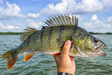 Huge Perch Fish From The Lake