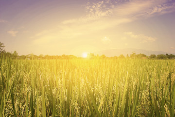 rice field and sunrise