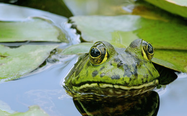 Wall Mural - American bullfrog (Lithobates catesbeianus or Rana catesbeiana).