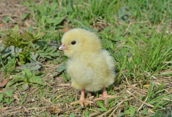 Wall Mural - Very small chicken 16