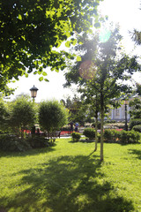 Sunny trees in a park