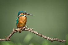 Kingfisher Perched On A Branch