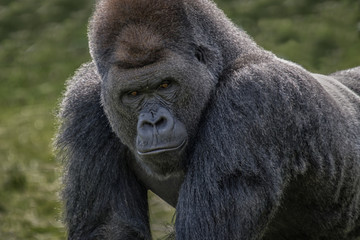 Poster - Close up head and face image of a silverback gorilla looking menacingly forward towards the camera