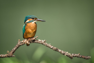 Aufkleber - Kingfisher perched on a branch