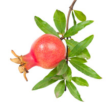 Young Pomegranate Fruit