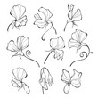 Sweet peas. Vector floral set. Flowers isolated on white background