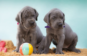 Poster - Beach pair of purebred Great Dane puppies on the sand with a bright beach ball to play with