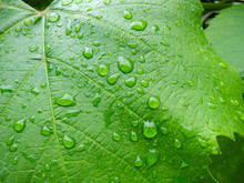 Green Vine Leaf With Water Drops.