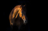 Fototapeta Konie - Red horse on black background