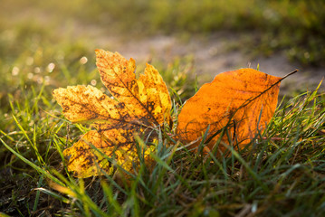 Wall Mural - zwei Herbstblätter leuchten im Gras