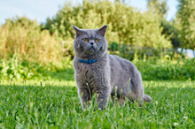 British Short Hair Cat Wearing Flea Collar Hunting For Miсe In The Garden 