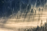 Fototapeta Na ścianę - coniferous forest in foggy mountains