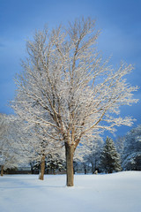 Wall Mural - Trees in the winter landscape