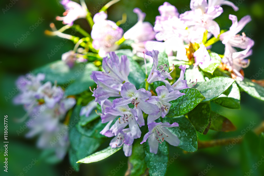 Beautiful flowers on blurred nature background
