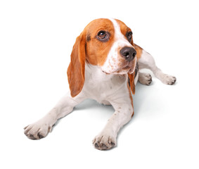 Canvas Print - Beagle dog isolated on white