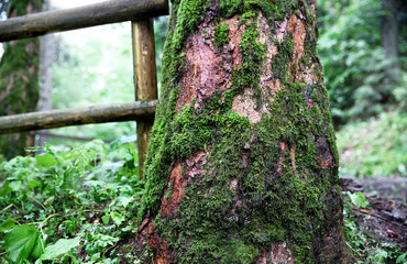 Poster - Moss on tree, closeup