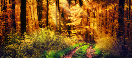 Fototapete - Schöner Wald im Herbst, Lichtstrahlen fallen auf einen Waldweg
