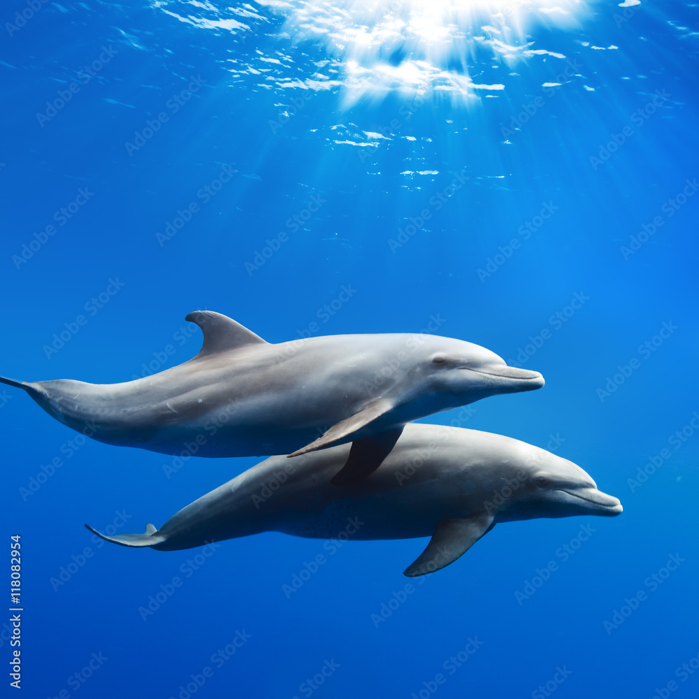 a pair of dolphins playing in sunrays underwater - obrazy, fototapety, plakaty 