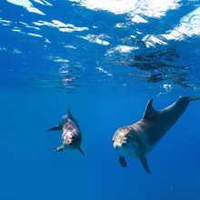 Deep Blue And Water Surface With Two Funny Nice Dolphins Underwater
