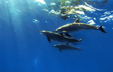 Wall Mural - the family of red-sea whitesided-bottlenose dolphins on blue aquatic background
