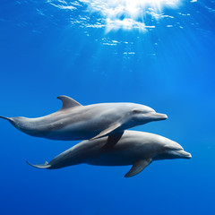 a pair of dolphins playing in sunrays underwater