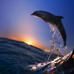 Wall Mural - beautiful dolphin jumped from sea wave at sunset time