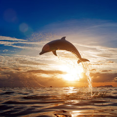 Fototapete - beautiful dolphin leaping jumping from shining sunset sea water surface