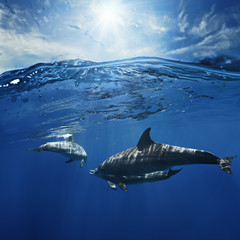 Wall Mural - a pair of dolphins playing in sunrays underwater