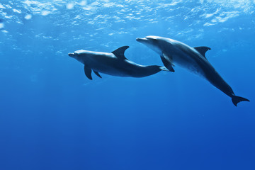 Wall Mural - a pair of dolphins playing in sunrays underwater