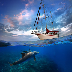 Wall Mural - wild doplhins swimming under yacht