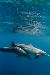 Wall Mural - two dolphins underwater in blue sea under water surface