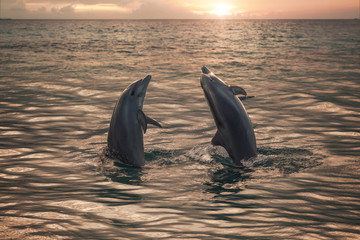 Two beautiful dolphins in golden evening water surface in half body ready to leaping from ocean. Aquatic animals playing in open sea