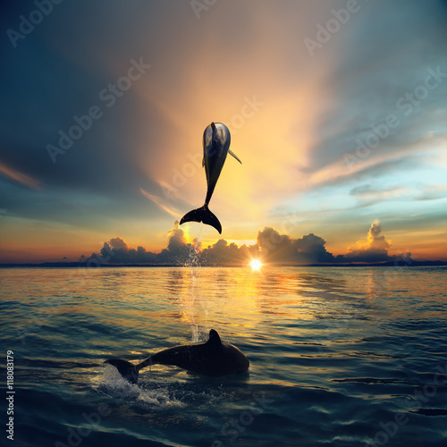 A wild dolphins playing in shinig vibrant ocean water with beautiful sunset at s Canvas Print