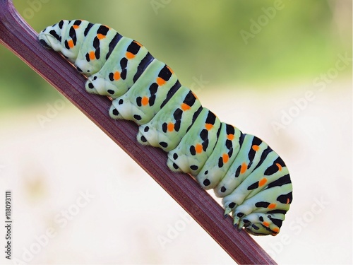 Chenille Papillon Macro Stock Photo Adobe Stock Chenille Papillon Macro Stock Photo Adobe Stock