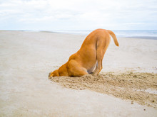 Brown Domestic Dog Hides Its Head In The Sand Hole