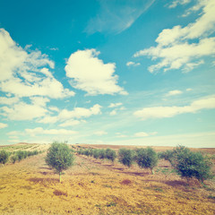 Canvas Print - Olive Grove