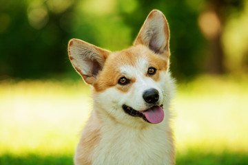 Wall Mural - Horizontal portrait of one dog of welsh corgi pembroke breed with white and red coat with tongue, standing outdoors on green grass on summer sunny day