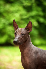 Wall Mural - Vertical portrait of one dog of Xoloitzcuintli breed, mexican hairless dog of  black color of standart size, standing outdoors on ground with green grass and trees on background on summer sunny day