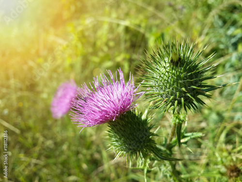 Fotomural Beautiful purple burdock among green grass/Beautiful purple burdock among green
