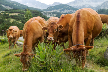 Idyllic summer landscape in the mountains with cows grazing on f