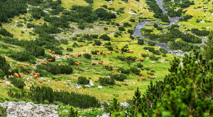 Idyllic summer landscape in the mountains with cows grazing on f