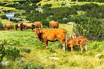 Idyllic summer landscape in the mountains with cows grazing on f