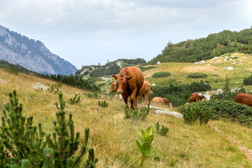 Idyllic summer landscape in the mountains with cows grazing on f