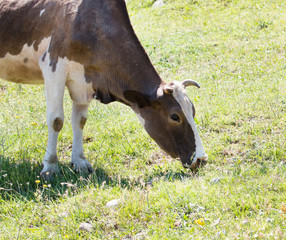 Wall Mural - cow on meadow