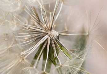 Wall Mural - White dandelion as background