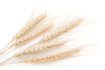 Wall Mural - ears of wheat on a white background