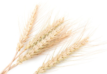 Wall Mural - ears of wheat on a white background